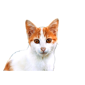 Portrait Of A White And Orange Cat Outdoors 15032 - Cat PNG image with transparent background